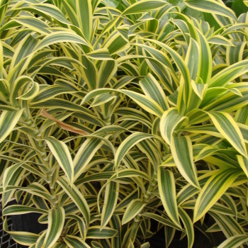 Dracaena Plant